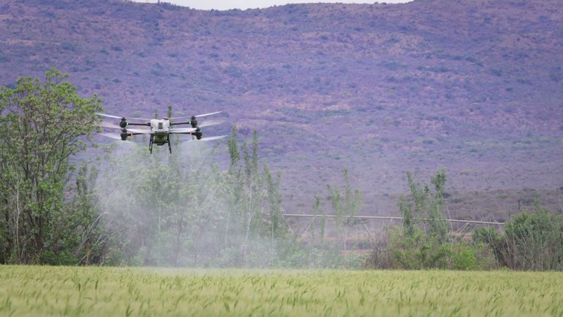 Spray drone applying product low over the crop